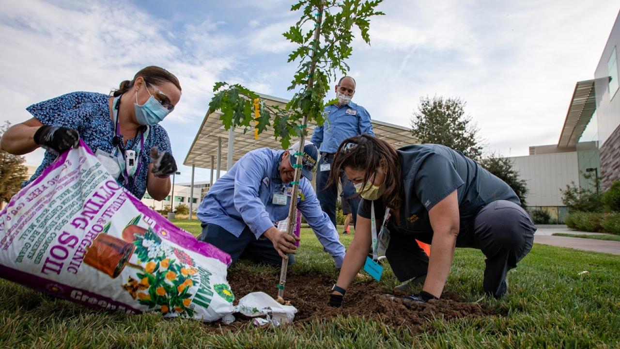 People plant a tree